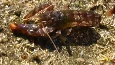 Alpheus novaezealandiae im Aquarium halten