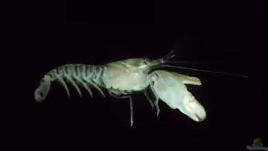 Alpheus richardsoni im Aquarium halten