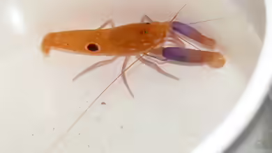 Alpheus soror im Aquarium halten