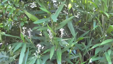 Alpinia officinarum am Gartenteich