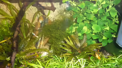 ALT -Garnelen/Lebendgebärende- ALT von Aqualady