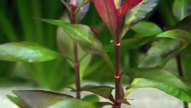 Alternanthera reineckii im Aquarium
