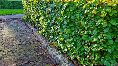 Alternativen zum Kirschlorbeer - Nachhaltige, schöne und heimische Sträucher für eine grüne Hecke im Garten