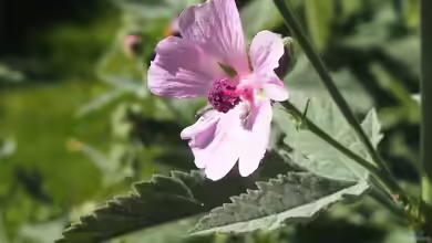 Althaea armeniaca im Garten pflanzen