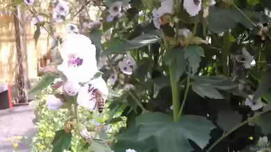 Althaea officinalis am Gartenteich