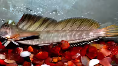 Alticus kirkii im Aquarium halten