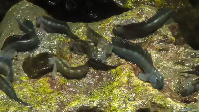 Alticus saliens im Aquarium halten