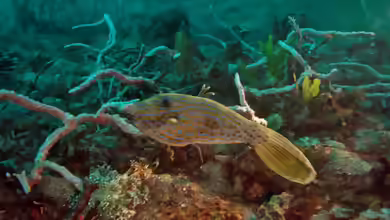 Aluterus scriptus im Aquarium halten