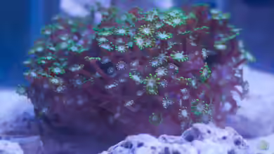 Alveopora spongiosa im Aquarium halten