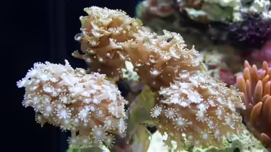 Alveopora tizardi im Aquarium halten