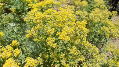 Alyssum markgrafii im Garten pflanzen