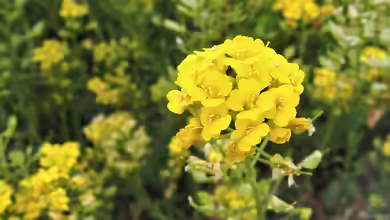 Alyssum repens im Garten pflanzen