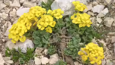 Alyssum wulfenianum im Garten pflanzen