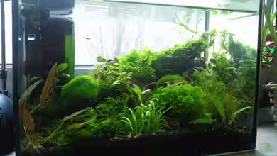 Am Fensterbrett III von mariajudyta