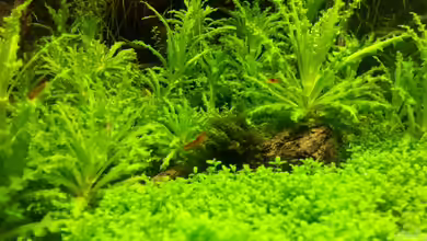 Am Fuße des Vulkans von M to the ilan