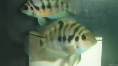 Amatitlania kanna im Aquarium halten