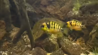 Amatitlania nanoluteus im Aquarium halten