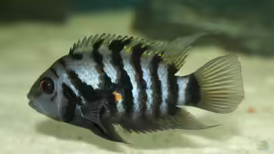 Amatitlania nigrofasciata im Aquarium halten