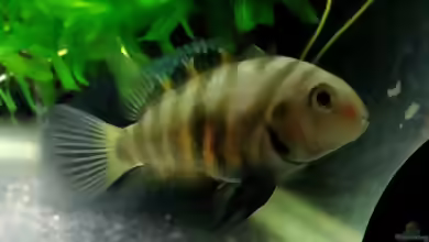 Amatitlania septemfasciata im Aquarium halten