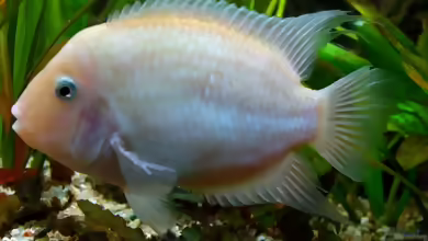 Amatitlania siquia im Aquarium halten