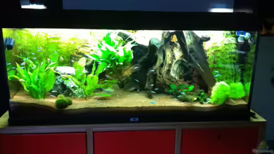 Amazon as von linlan