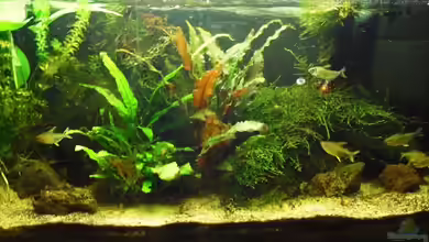 Amazon Inspire von MiCa