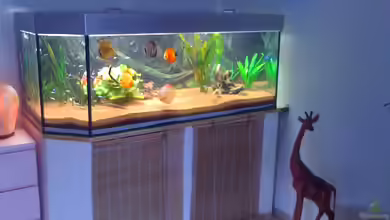 Amazon Wohnen von Dimi Georgomanos