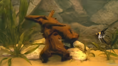 Amazonas-Becken 2010 von Nilegoem