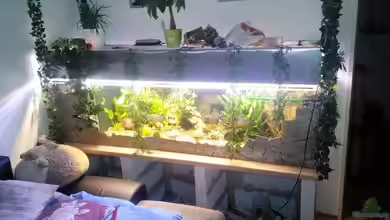 Amazonas Becken von Serrasalmus nattereri