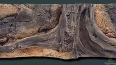 Amazonas Dream von Gary