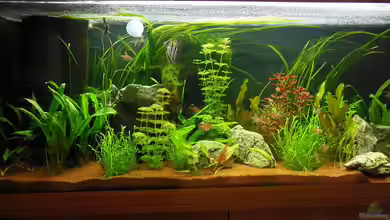 Amazonas Dream von Bandito76