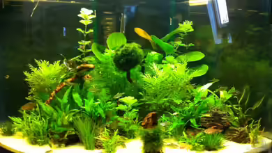 Amazonas Fluß Ufer von Florian Hübner