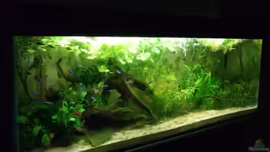 Amazonas im Wohnzimmer von Süsswasserskipper