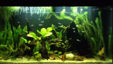 Amazonas-Region - Codename "Rio Xingu" von Yell0W