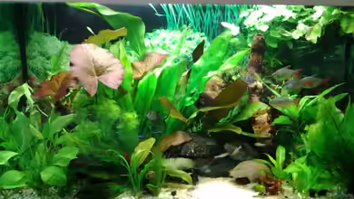 Amazonas/Salmler 125l von phrankdiddie