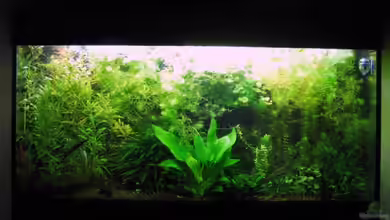 Amazonas von Aquarium-Bochum