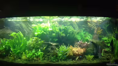 Amazonas von Benny Visconti