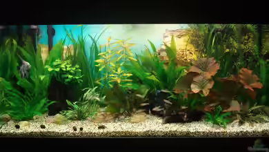 Amazonas von Chris 81