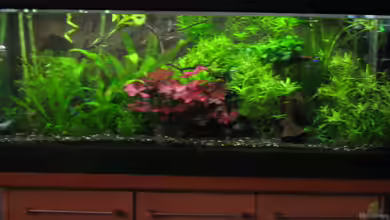 Amazonas von fischbusch