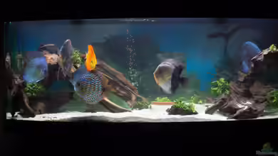 Amazonasdream 450 von Christoph904