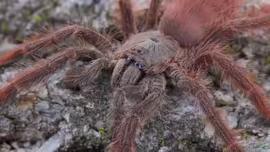 Amazonius germani im Terrarium halten