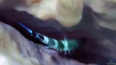 Amblycirrhitus pinos im Aquarium halten