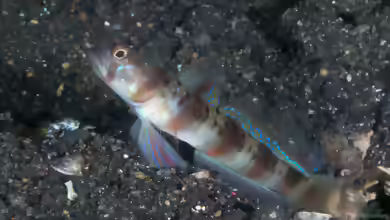 Amblyeleotris arcupinna im Aquarium halten