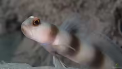 Amblyeleotris fontanesii im Aquarium halten
