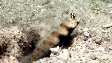Amblyeleotris guttata im Aquarium halten