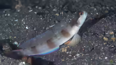 Amblyeleotris gymnocephala im Aquarium halten