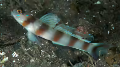 Amblyeleotris japonica im Aquarium halten
