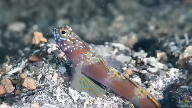 Amblyeleotris latifasciata im Aquarium halten