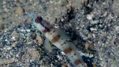 Amblyeleotris masuii im Aquarium halten