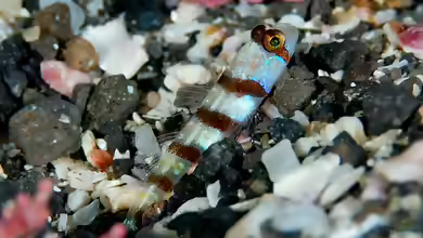 Amblyeleotris ogasawarensis im Aquarium halten